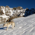 il Lupo del Bianco e lo Scerscen il Lupo del Bianco e lo Scerscen